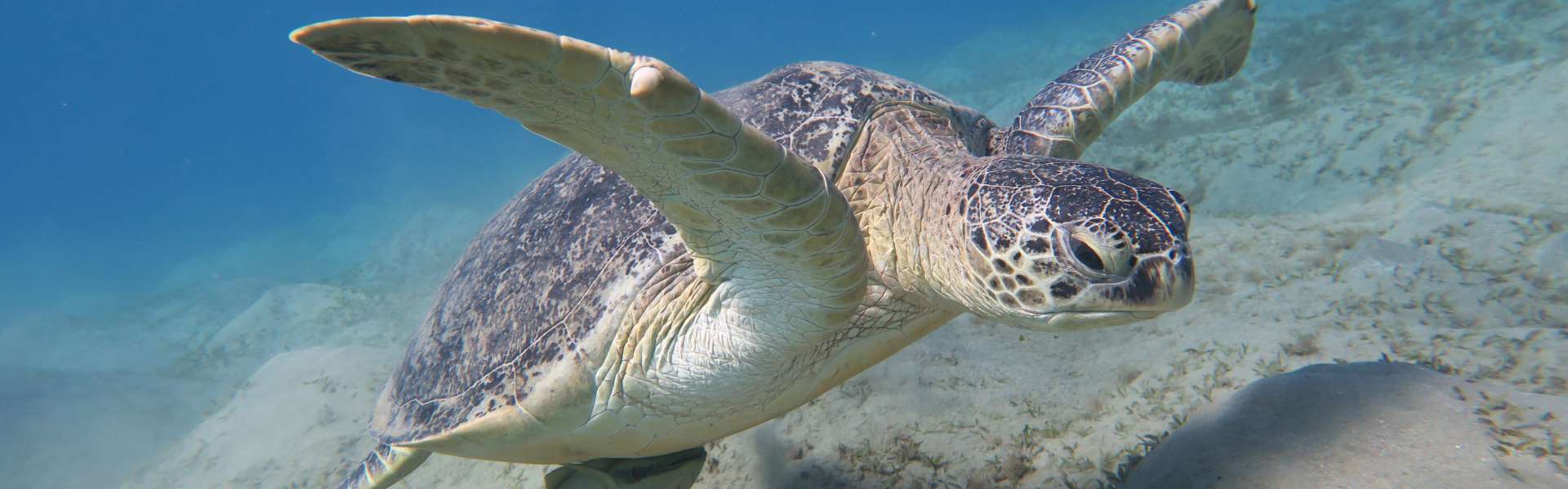 Die Szene der Schildkröten in Abu Dabbab